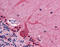 Coronin 1B antibody, 51-589, ProSci, Immunohistochemistry frozen image 