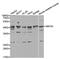 SMYD Family Member 5 antibody, PA5-76863, Invitrogen Antibodies, Western Blot image 