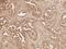 Axin 2 antibody, LS-C776749, Lifespan Biosciences, Immunohistochemistry frozen image 