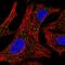 Arylsulfatase D antibody, HPA063835, Atlas Antibodies, Immunofluorescence image 