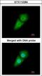 Karyopherin Subunit Alpha 1 antibody, GTX112284, GeneTex, Immunocytochemistry image 