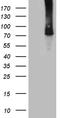 Tetratricopeptide Repeat Domain 30B antibody, CF811993, Origene, Western Blot image 