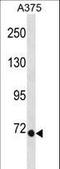 Eomesodermin antibody, LS-C157715, Lifespan Biosciences, Western Blot image 