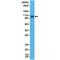 CD276 Molecule antibody, M02220-1, Boster Biological Technology, Western Blot image 