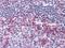 CD69 Molecule antibody, MA5-15612, Invitrogen Antibodies, Immunohistochemistry frozen image 