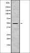 Serine/Threonine Kinase 25 antibody, orb338679, Biorbyt, Western Blot image 