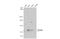 Sad1 And UNC84 Domain Containing 1 antibody, GTX115697, GeneTex, Western Blot image 