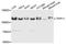 Tuftelin Interacting Protein 11 antibody, A9000, ABclonal Technology, Western Blot image 