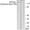 Spectrin alpha chain, brain antibody, GTX86886, GeneTex, Western Blot image 