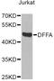 DNA Fragmentation Factor Subunit Alpha antibody, A12431, ABclonal Technology, Western Blot image 