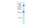 Transcription Elongation Factor A1 antibody, 27-855, ProSci, Enzyme Linked Immunosorbent Assay image 