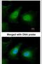 Serine/threonine-protein kinase ULK2 antibody, PA5-22173, Invitrogen Antibodies, Immunofluorescence image 