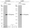 Transcription Factor AP-2 Gamma antibody, GTX114833, GeneTex, Western Blot image 