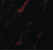 Nicalin antibody, LS-C153682, Lifespan Biosciences, Immunofluorescence image 