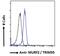 Tripartite Motif Containing 55 antibody, 45-919, ProSci, Immunofluorescence image 