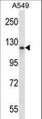 PMS1 Homolog 1, Mismatch Repair System Component antibody, LS-C163812, Lifespan Biosciences, Western Blot image 