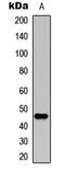 Neutrophil Cytosolic Factor 1 antibody, abx121541, Abbexa, Western Blot image 