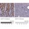 Acyl-CoA Thioesterase 11 antibody, NBP2-58936, Novus Biologicals, Immunohistochemistry paraffin image 