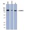 Actinin Alpha 1 antibody, AF8279, R&D Systems, Western Blot image 