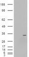 Neurogenin 3 antibody, MA5-24890, Invitrogen Antibodies, Western Blot image 