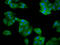 Signal Recognition Particle 14 antibody, LS-C681456, Lifespan Biosciences, Immunofluorescence image 
