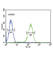 Calcium Voltage-Gated Channel Auxiliary Subunit Alpha2delta 4 antibody, abx032592, Abbexa, Western Blot image 