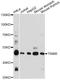 Tripartite motif-containing protein 5 antibody, LS-C746796, Lifespan Biosciences, Western Blot image 