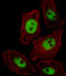 Paired Like Homeobox 2B antibody, MBS9206242, MyBioSource, Immunofluorescence image 