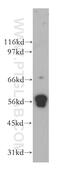 SHC Adaptor Protein 1 antibody, 12496-1-AP, Proteintech Group, Western Blot image 