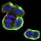 Deoxyribonuclease 1 Like 3 antibody, orb100610, Biorbyt, Immunofluorescence image 