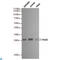 Fas Associated Via Death Domain antibody, LS-C813169, Lifespan Biosciences, Western Blot image 