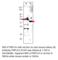 Patatin Like Phospholipase Domain Containing 3 antibody, PNPLA3-301AP, FabGennix, Western Blot image 