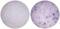 Interleukin 1 Alpha antibody, 14-7011-81, Invitrogen Antibodies, Enzyme Linked Immunosorbent Assay image 