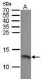 Replication Protein A3 antibody, PA5-21277, Invitrogen Antibodies, Western Blot image 