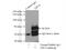 Eukaryotic Translation Initiation Factor 3 Subunit J antibody, 10439-1-AP, Proteintech Group, Immunoprecipitation image 