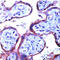 Nitric Oxide Synthase 3 antibody, ADI-905-386-1, Enzo Life Sciences, Immunohistochemistry paraffin image 