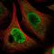 Prostaglandin E Synthase 3 antibody, NBP1-85486, Novus Biologicals, Immunofluorescence image 