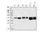 Acyl-CoA Dehydrogenase Short/Branched Chain antibody, A08652-1, Boster Biological Technology, Western Blot image 