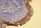 Keratin 5 antibody, NBP2-36738, Novus Biologicals, Immunohistochemistry frozen image 