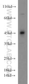 Tuftelin 1 antibody, 23385-1-AP, Proteintech Group, Western Blot image 