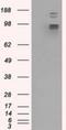 GRIP1-associated protein 1 antibody, NBP2-02277, Novus Biologicals, Western Blot image 