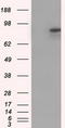 Cadherin 13 antibody, LS-C115193, Lifespan Biosciences, Western Blot image 