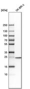 Ras-related protein Rab-5C antibody, PA5-51932, Invitrogen Antibodies, Western Blot image 