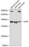 Unc-51 Like Kinase 4 antibody, A08552-1, Boster Biological Technology, Western Blot image 