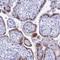 Potassium Channel Tetramerization Domain Containing 21 antibody, HPA041964, Atlas Antibodies, Immunohistochemistry frozen image 