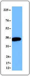 Eukaryotic Translation Initiation Factor 3 Subunit I antibody, TA327980, Origene, Western Blot image 