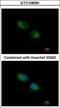 Thioredoxin Related Transmembrane Protein 1 antibody, GTX108081, GeneTex, Immunocytochemistry image 