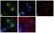 Glial Cell Derived Neurotrophic Factor antibody, 711074, Invitrogen Antibodies, Immunofluorescence image 