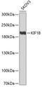 Kinesin-like protein KIF1B antibody, 22-371, ProSci, Western Blot image 