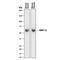 Matrix Metallopeptidase 12 antibody, AF3467, R&D Systems, Western Blot image 